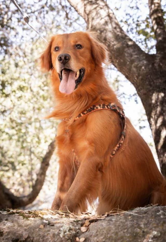 Gorgeous Golden Red Puppies🐾 media 9