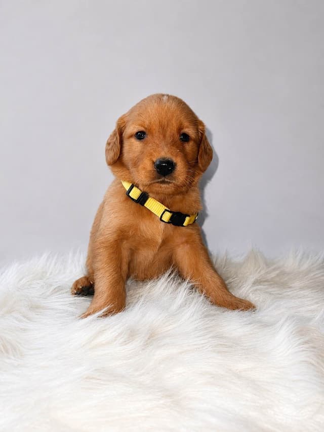 Gorgeous Golden Red Puppies🐾 media 6