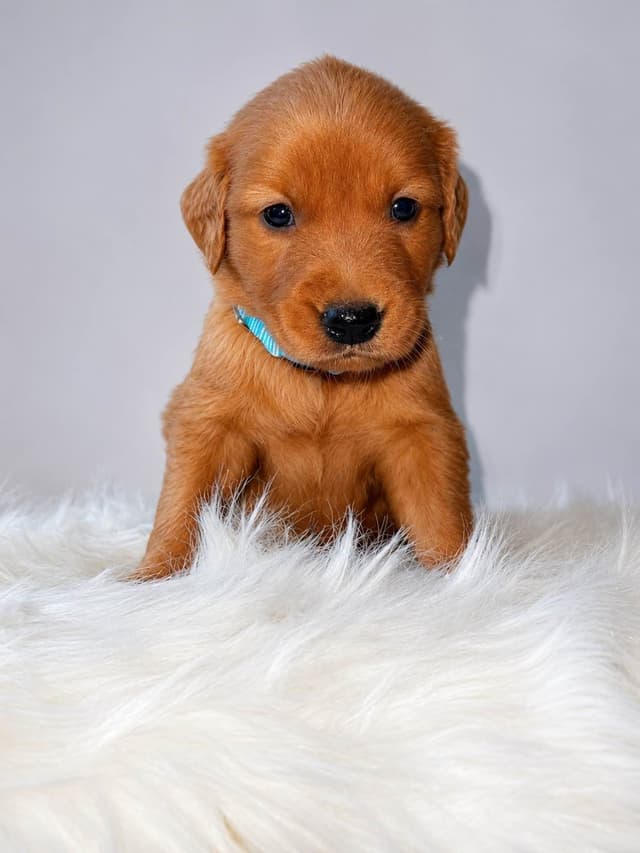 Gorgeous Golden Red Puppies🐾 media 8