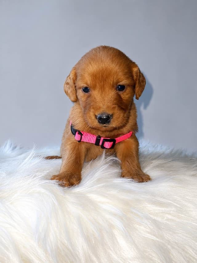 Gorgeous Golden Red Puppies🐾 media 5