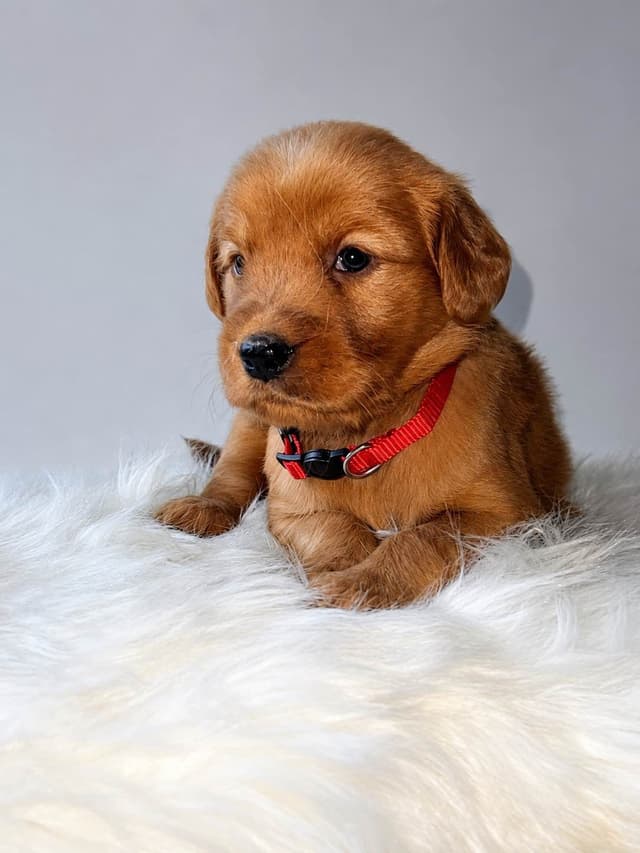 Gorgeous Golden Red Puppies🐾 media 4