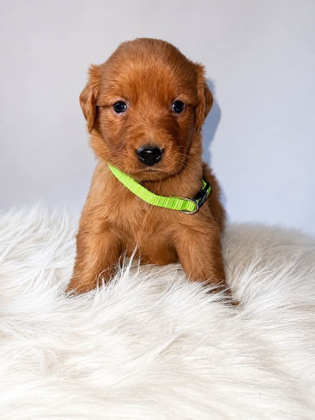 Gorgeous Golden Red Puppies🐾 media 7