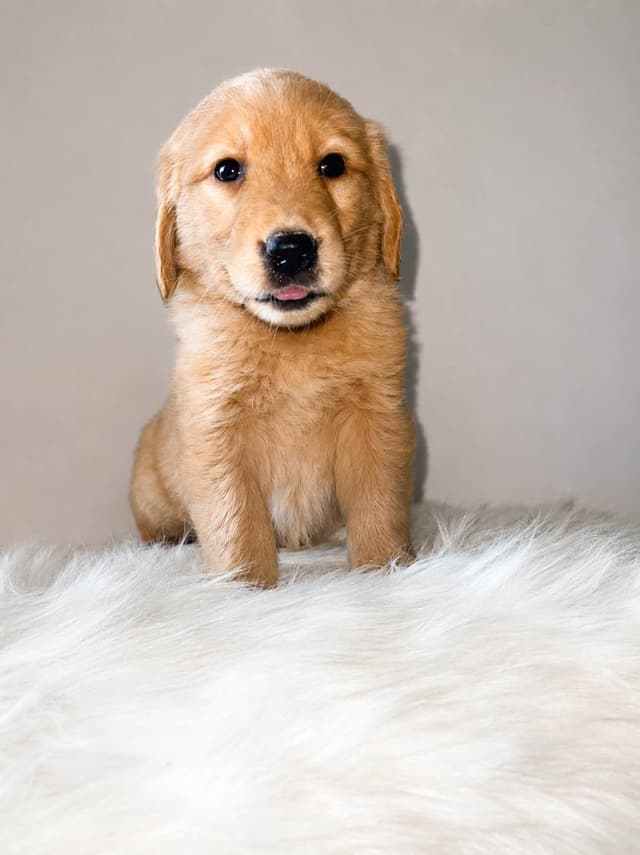 Gorgeous Golden Retriever Puppies🐾 media 5