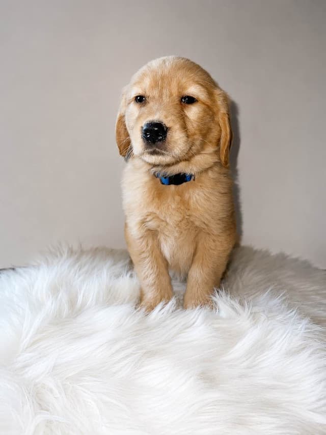 Gorgeous Golden Retriever Puppies🐾 media 6