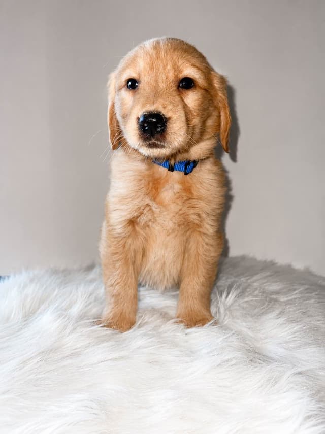 Gorgeous Golden Retriever Puppies🐾 media 4