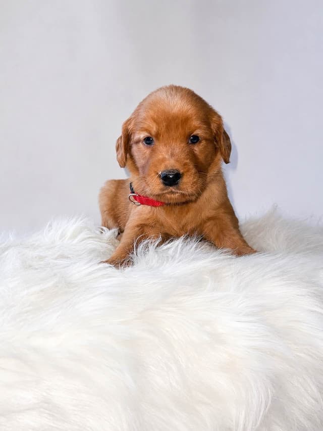 Gorgeous Golden Red Puppies🐾 media 2