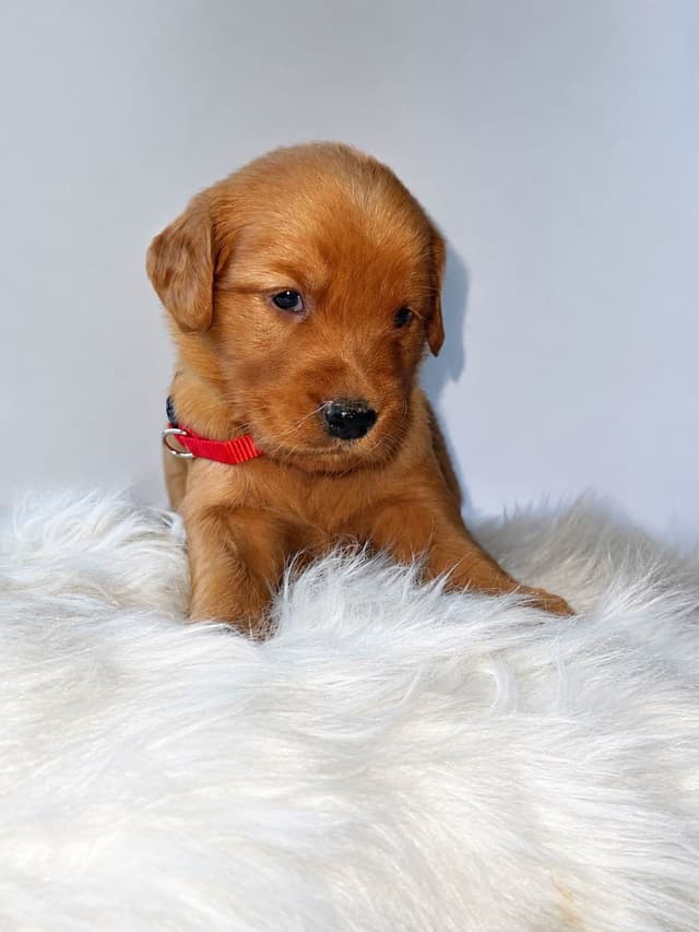 Gorgeous Golden Red Puppies🐾 media 3