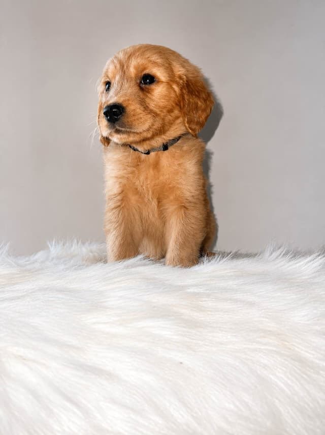 Gorgeous Golden Retriever Puppies🐾 media 7