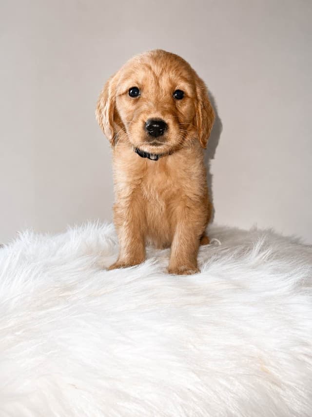 Gorgeous Golden Retriever Puppies🐾 media 8