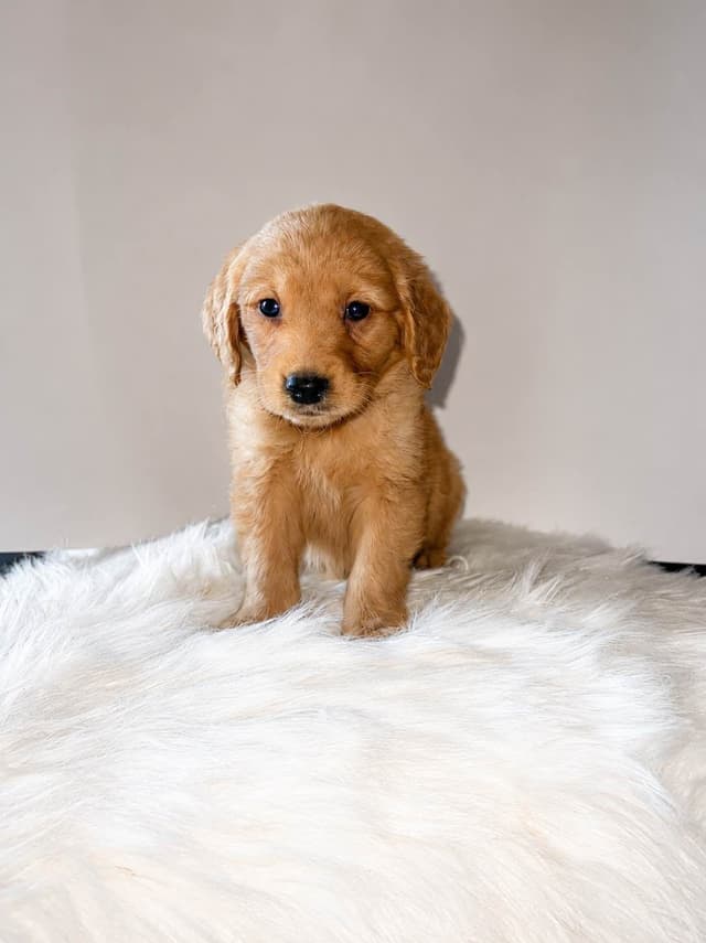 Gorgeous Golden Retriever Puppies🐾 media 9