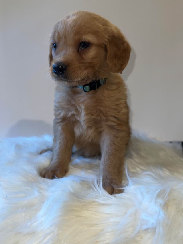 Gorgeous Golden Retriever Puppies🐾 media 3