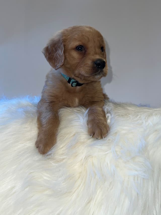 Gorgeous Golden Retriever Puppies🐾 media 2