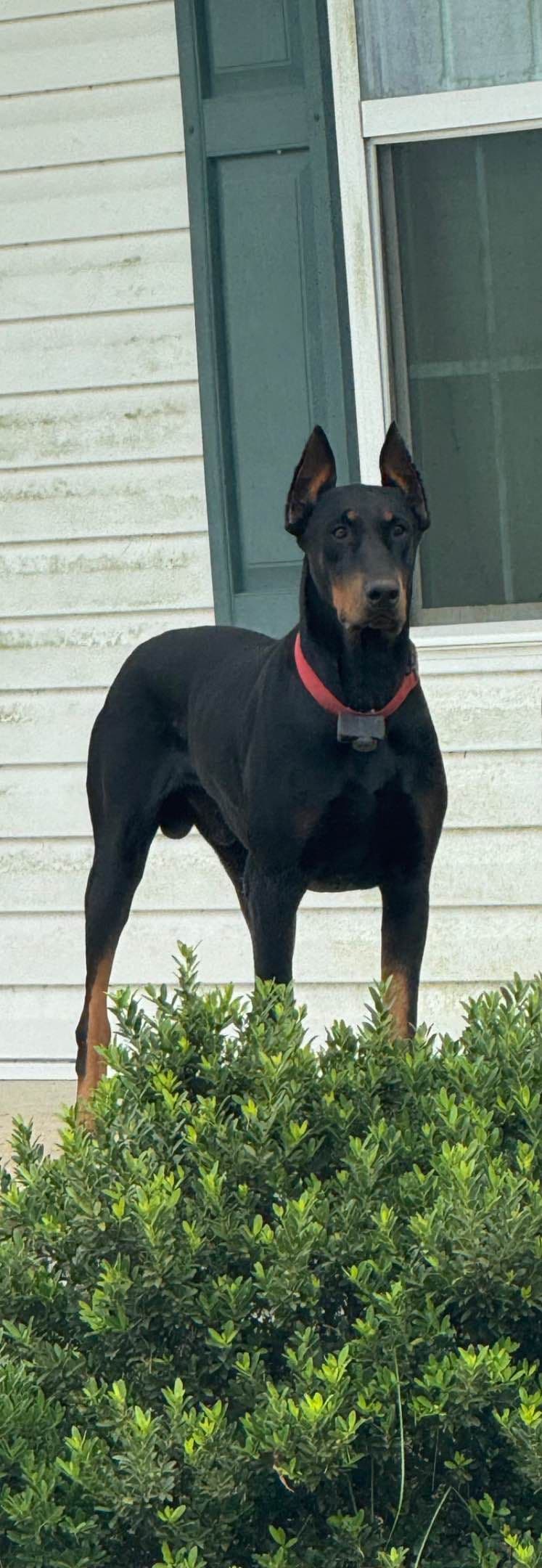 Doberman Pinscher Puppies breeder image 1