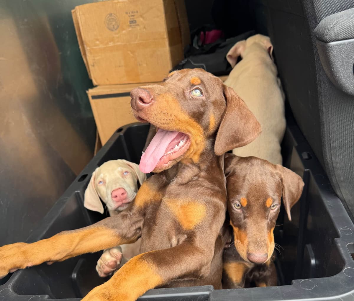 Doberman Pinscher Puppies breeder image 3