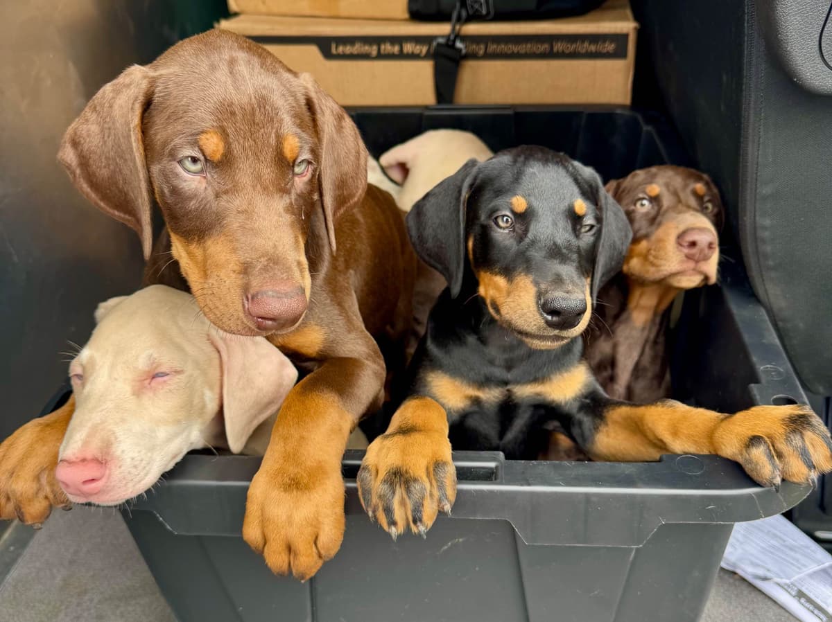 Doberman Pinscher Puppies breeder image 2