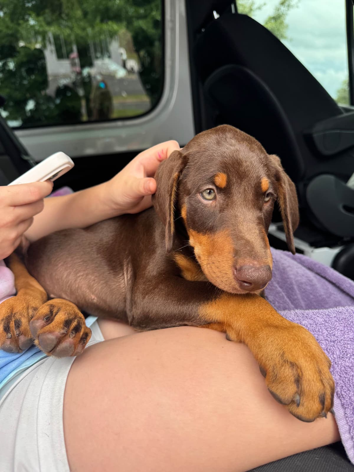 Doberman Pinscher Puppies breeder image 4