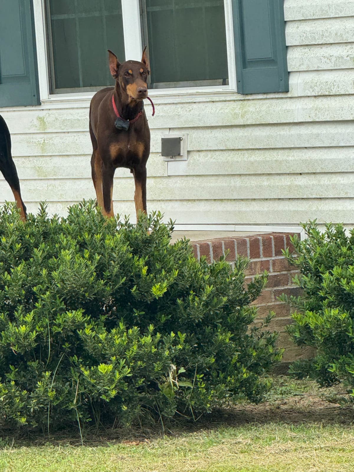 Doberman Pinscher Puppies breeder image 5