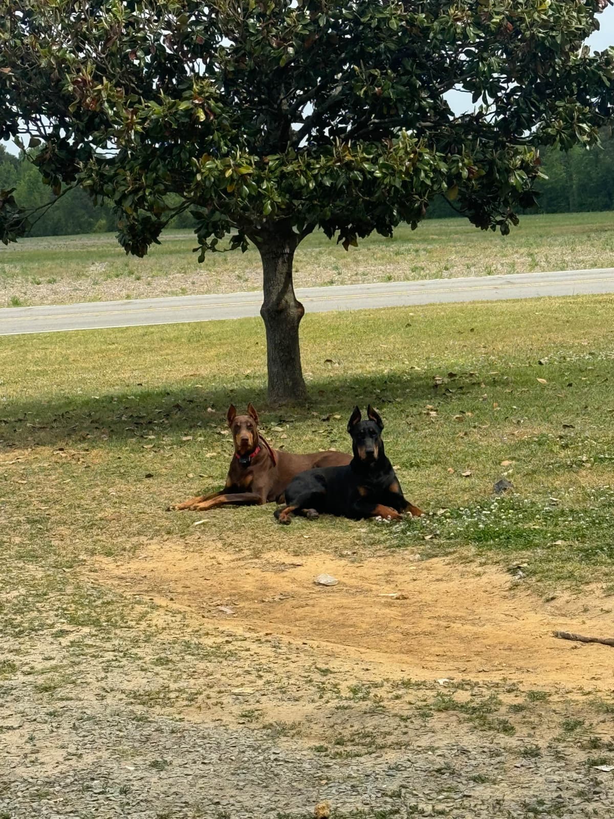 Doberman Pinscher Puppies breeder image 6