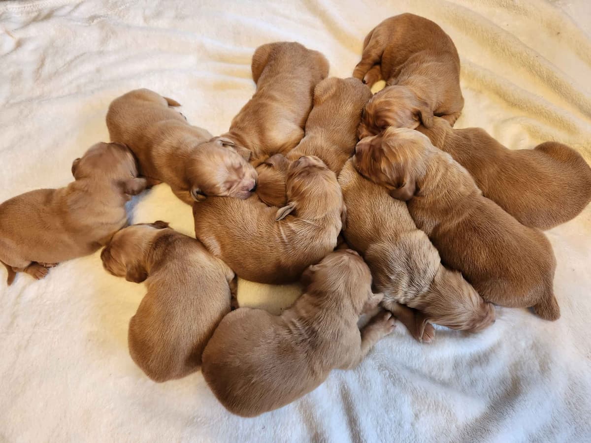 Golden Retriever Puppies breeder image 1