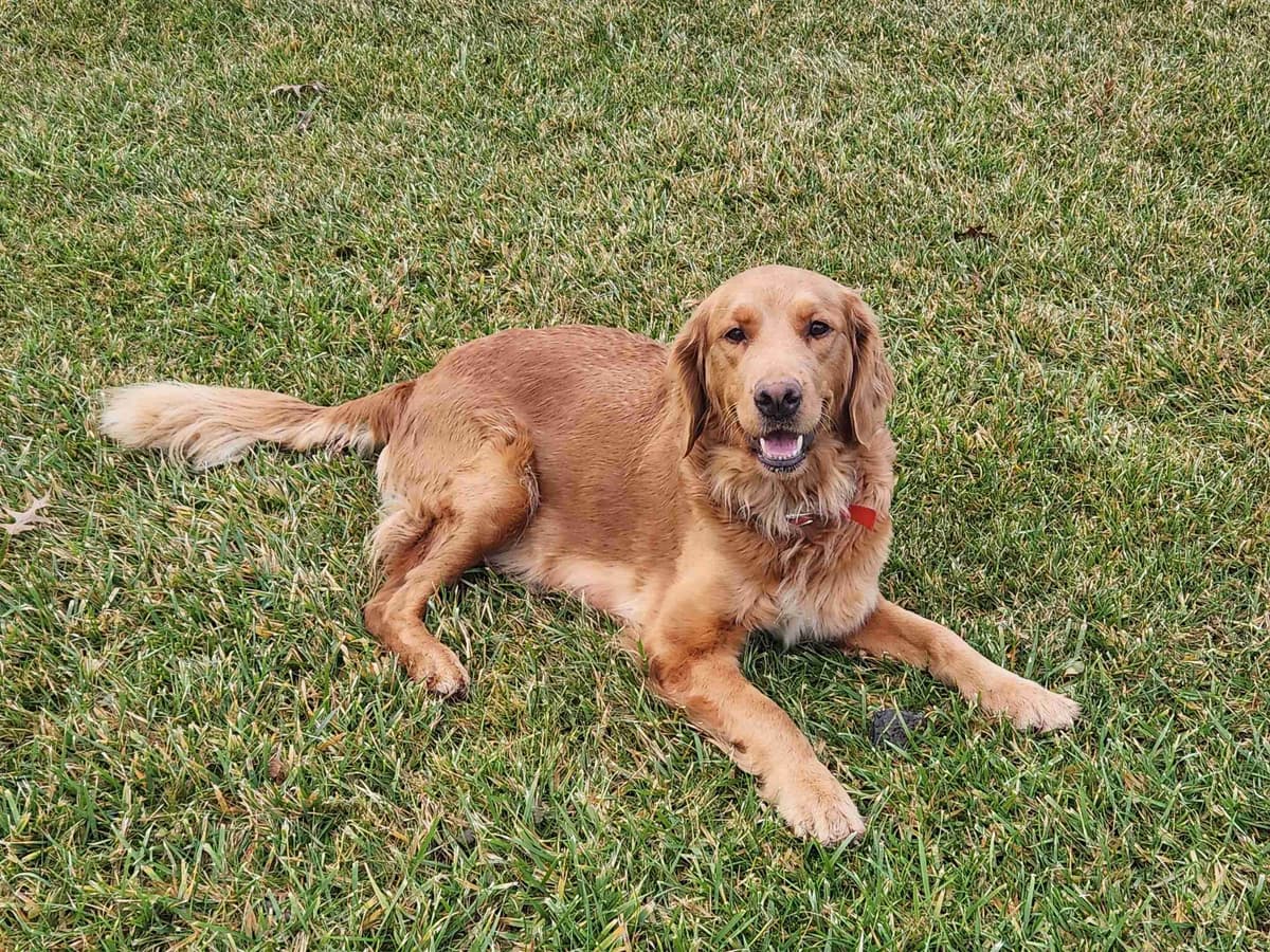 Golden Retriever Puppies breeder image 5