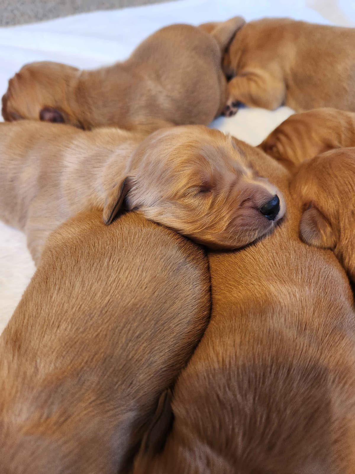 Golden Retriever Puppies breeder image 2