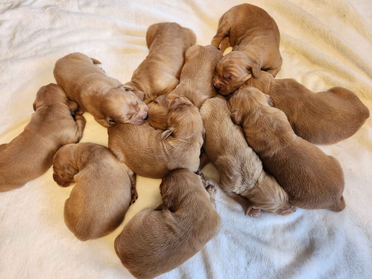 Golden Retriever Puppies breeder image 4