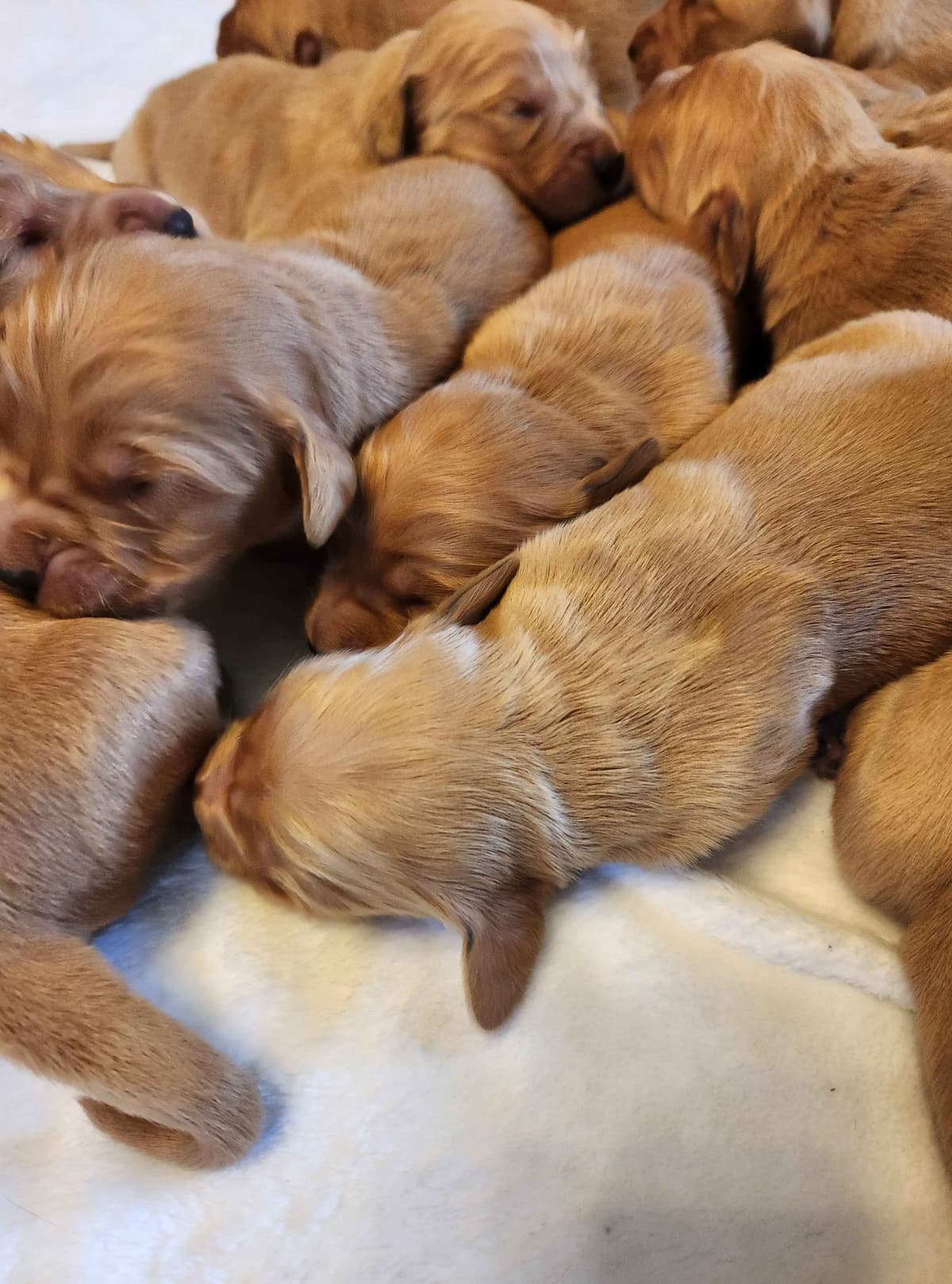 Golden Retriever Puppies breeder image 3