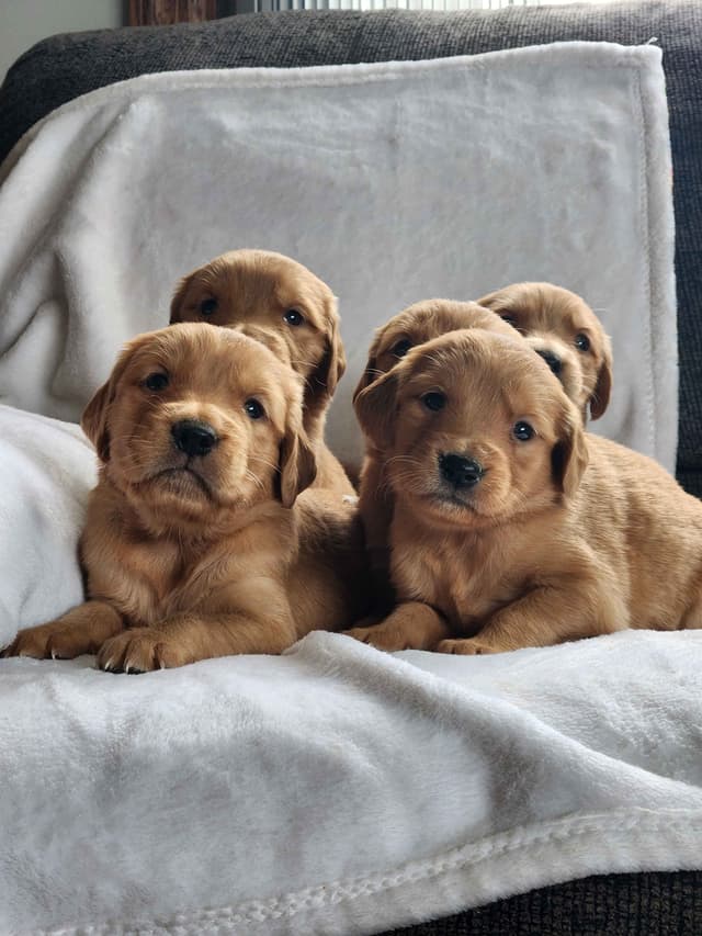 Golden Retriever Puppies media 8
