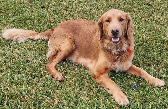 Golden Retriever Puppies media 4