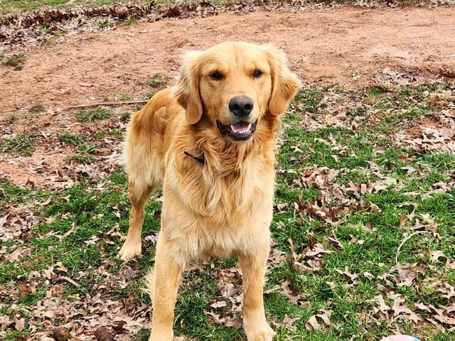 Golden Retriever Puppies media 5