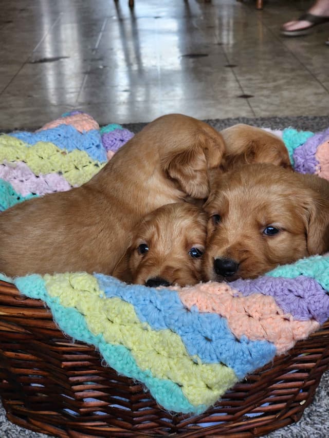 Golden Retriever Puppies media 7