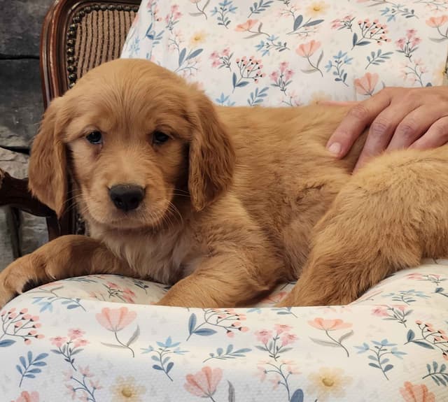 Golden Retriever Puppies media 3