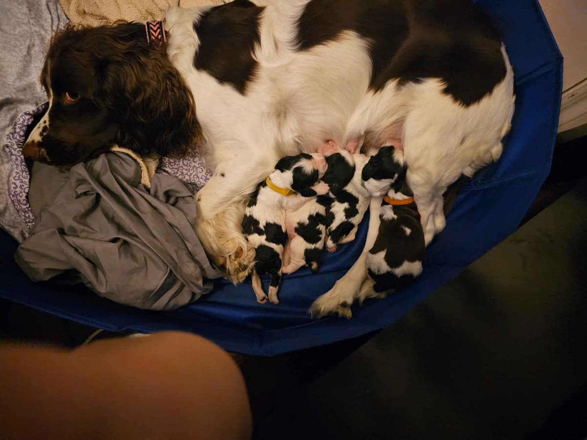 English Springer Spaniel Puppies breeder image 2