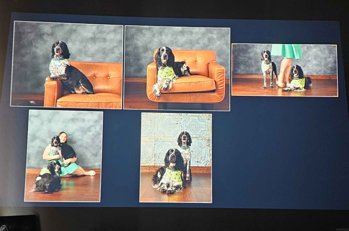 English Springer Spaniel Puppies breeder image 3