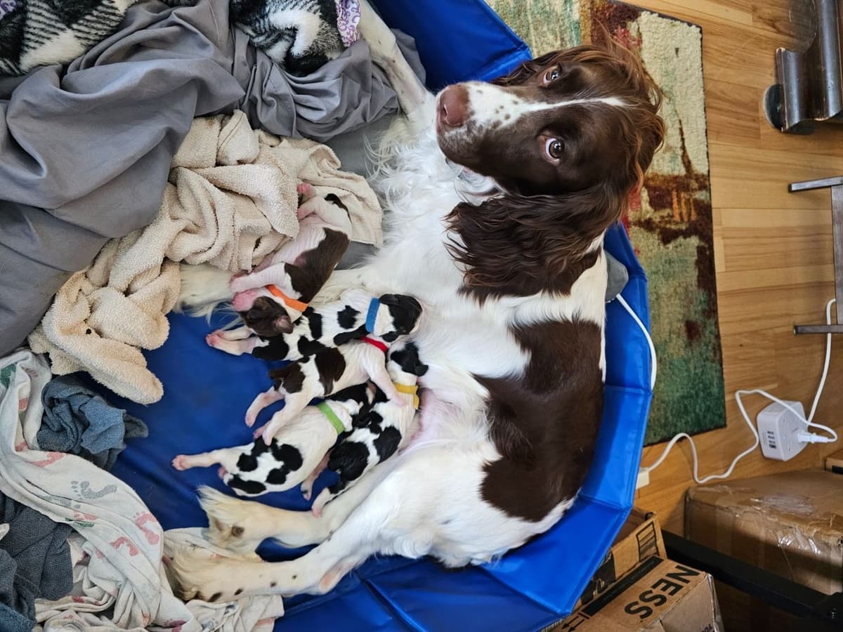 English Springer Spaniel Puppies breeder image 4