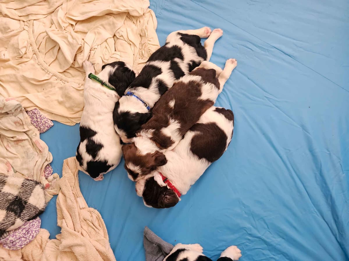 English Springer Spaniel Puppies breeder image 5