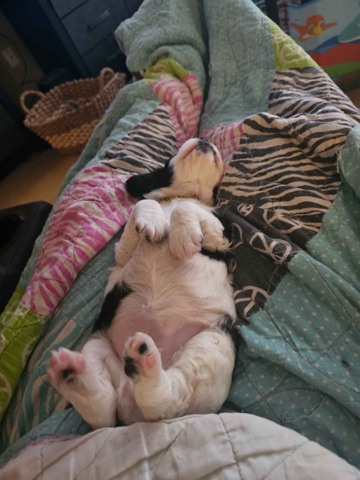 English Springer Spaniel Puppies breeder image 7