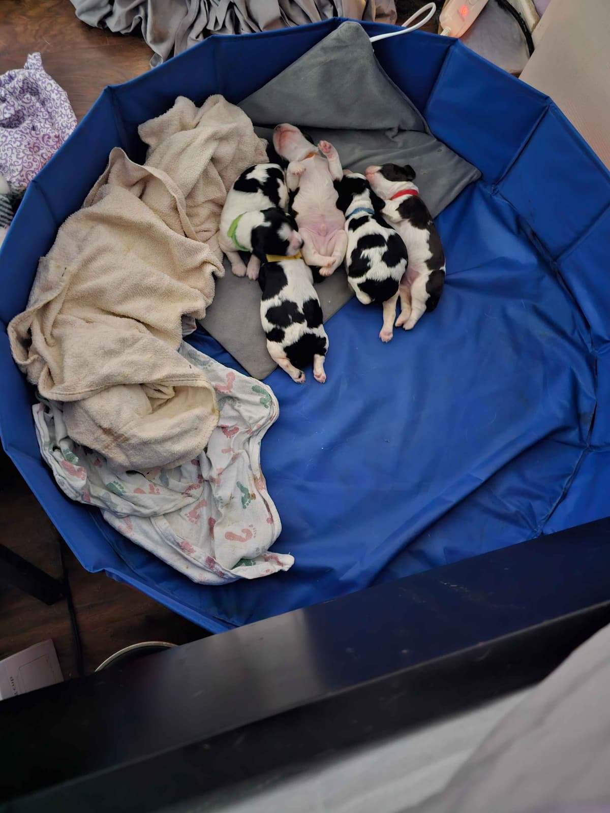 English Springer Spaniel Puppies breeder image 8