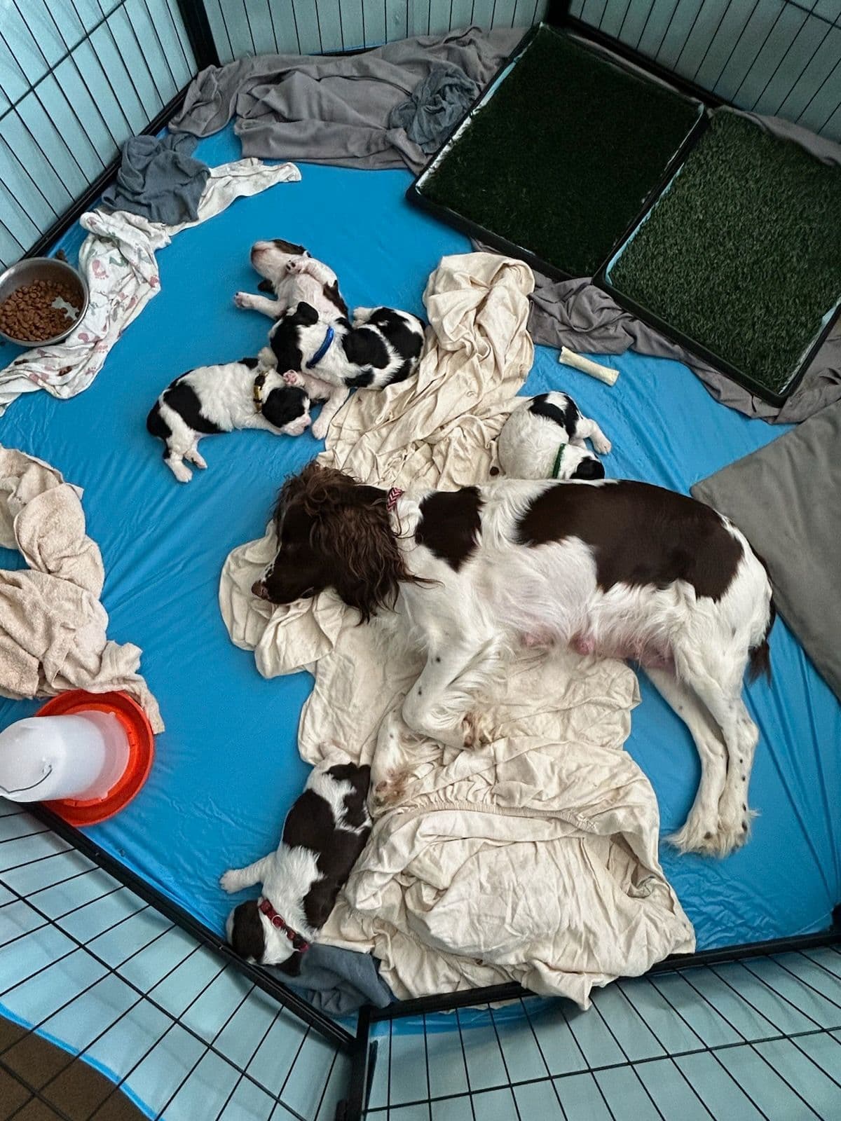English Springer Spaniel Puppies breeder image 6
