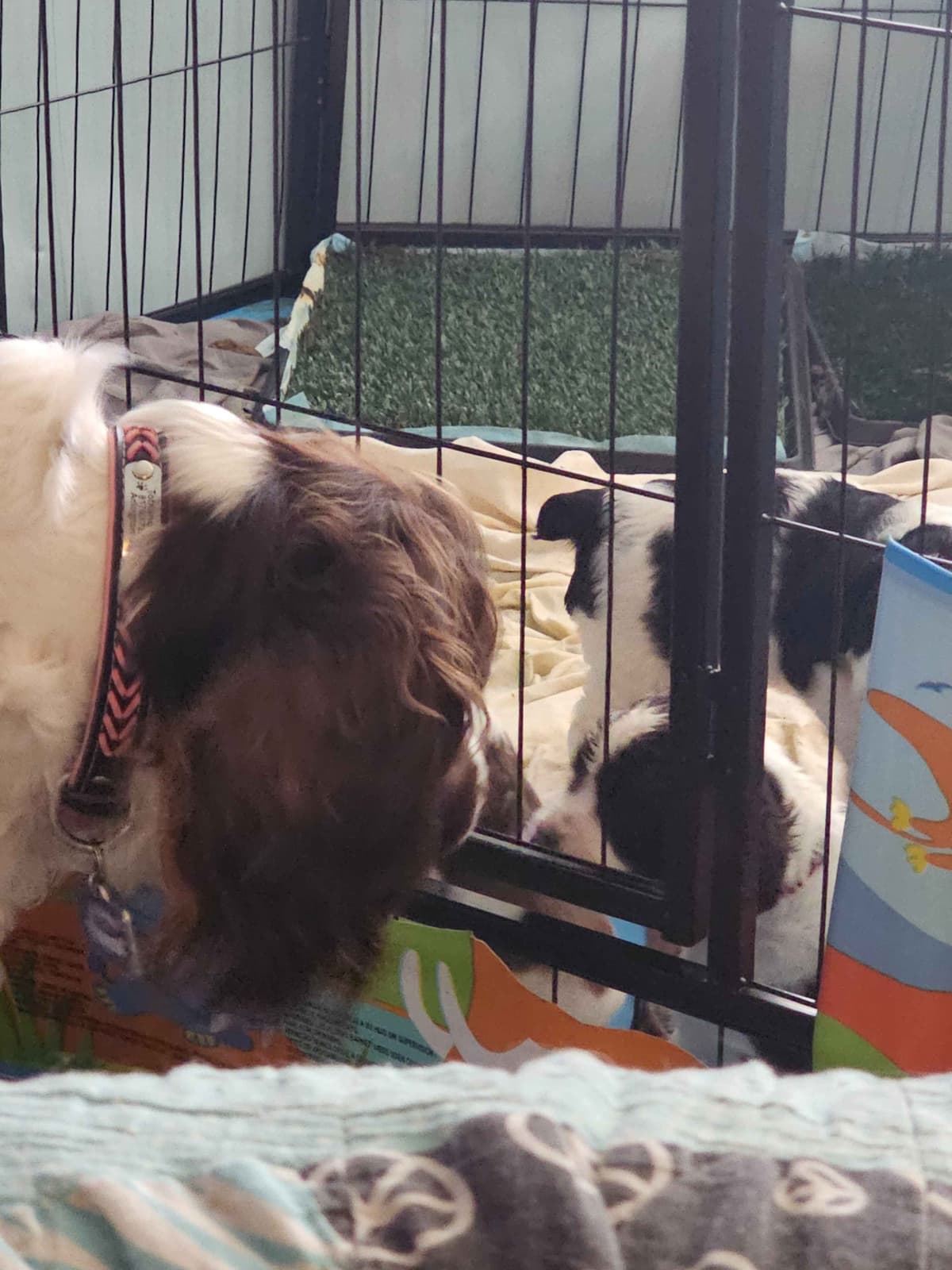 English Springer Spaniel Puppies breeder image 9
