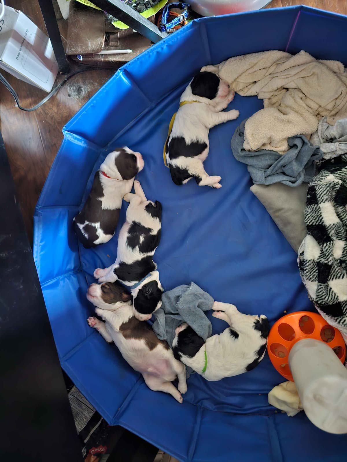 English Springer Spaniel Puppies breeder image 10