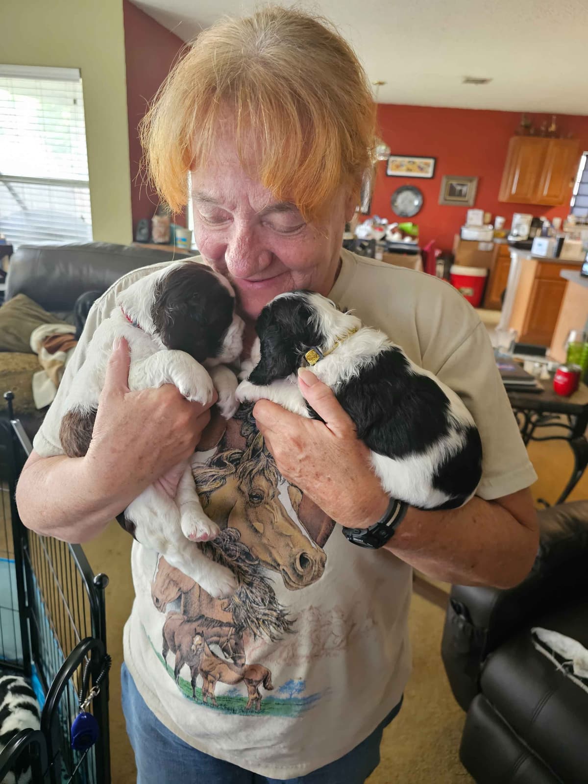 English Springer Spaniel Puppies breeder image 11