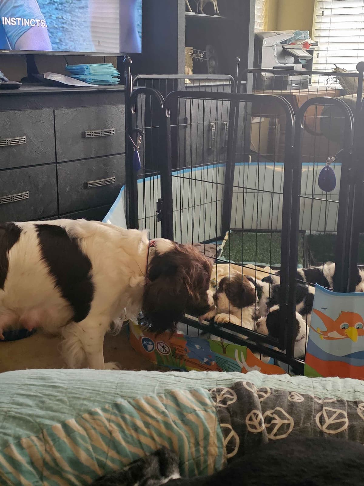 English Springer Spaniel Puppies breeder image 12