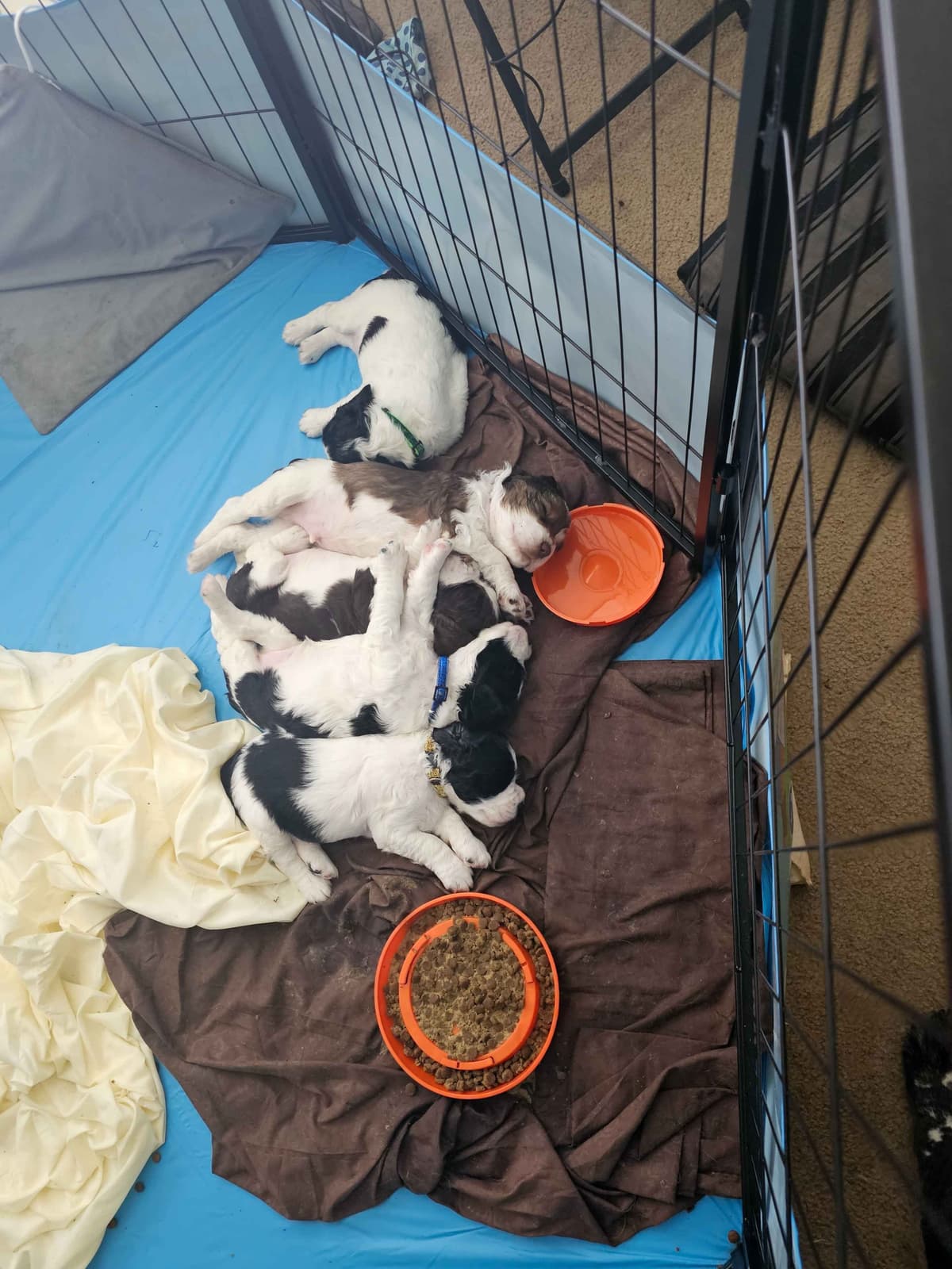 English Springer Spaniel Puppies breeder image 14