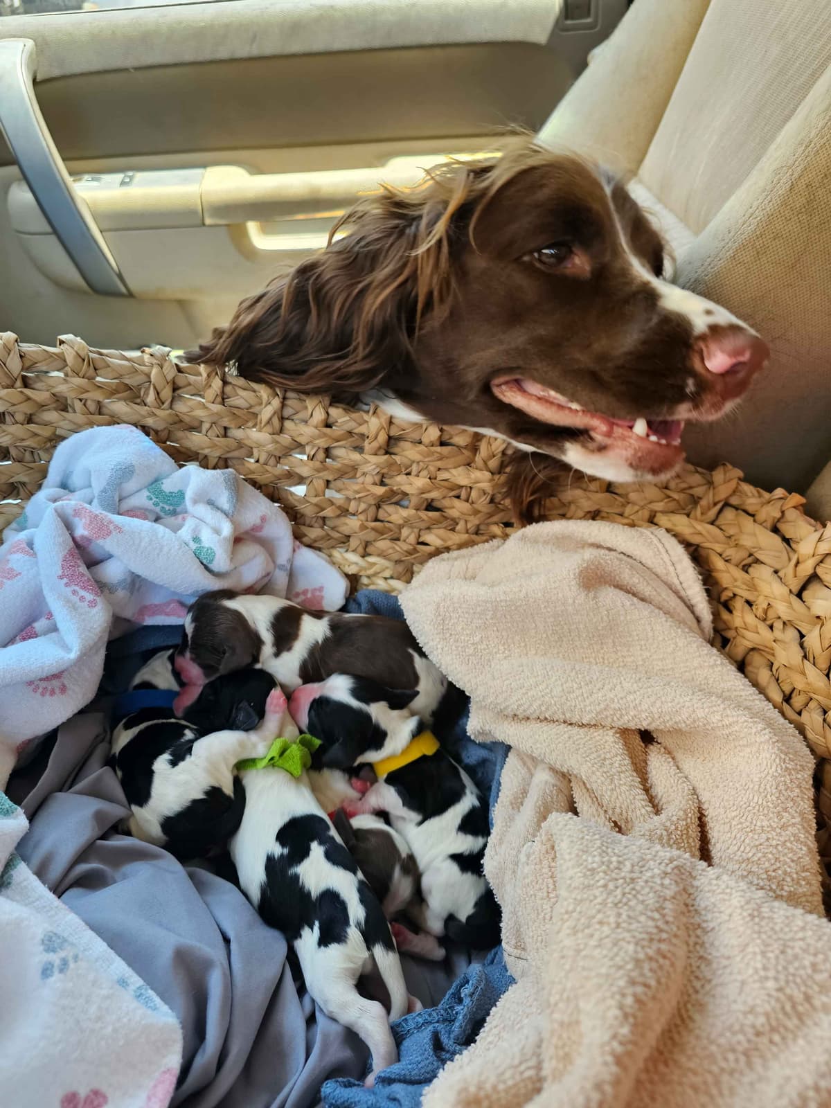 English Springer Spaniel Puppies breeder image 15