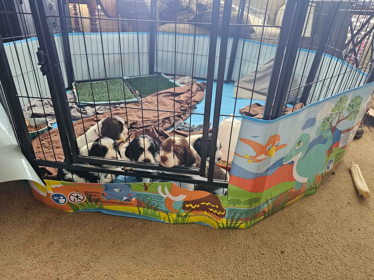 English Springer Spaniel Puppies breeder image 13