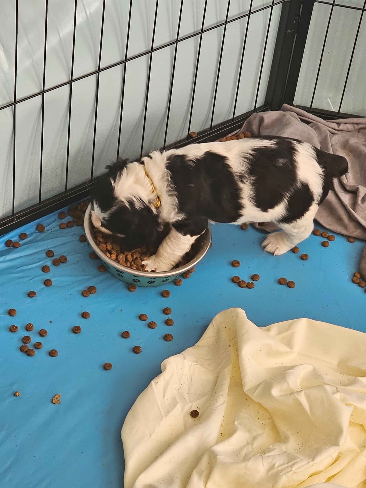 English Springer Spaniel Puppies breeder image 17