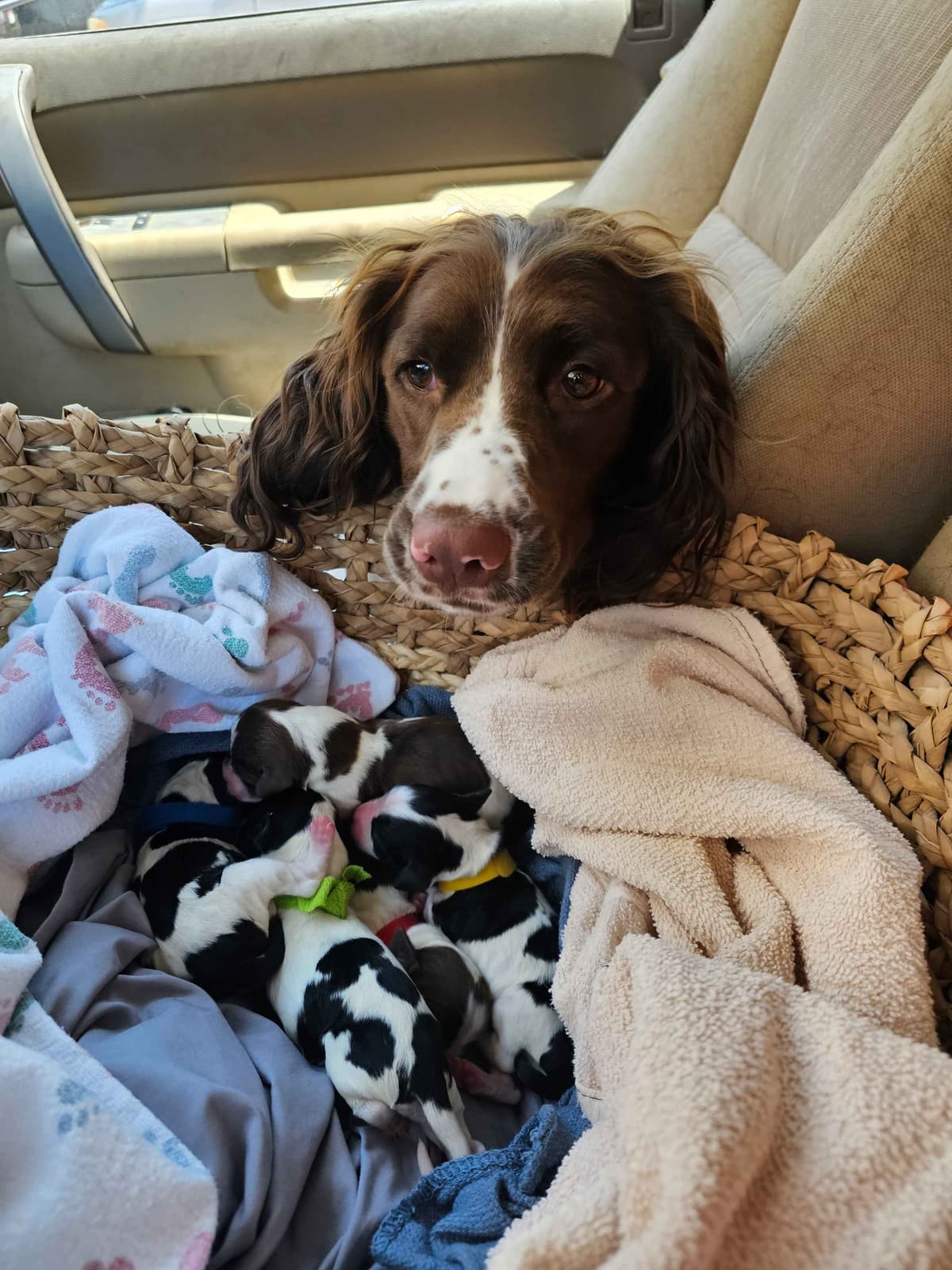 English Springer Spaniel Puppies breeder image 16