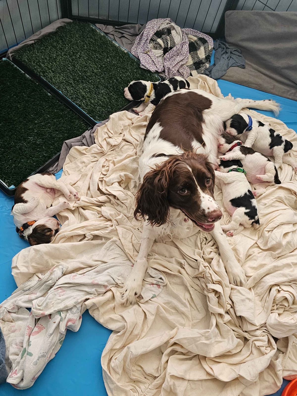 English Springer Spaniel Puppies breeder image 18