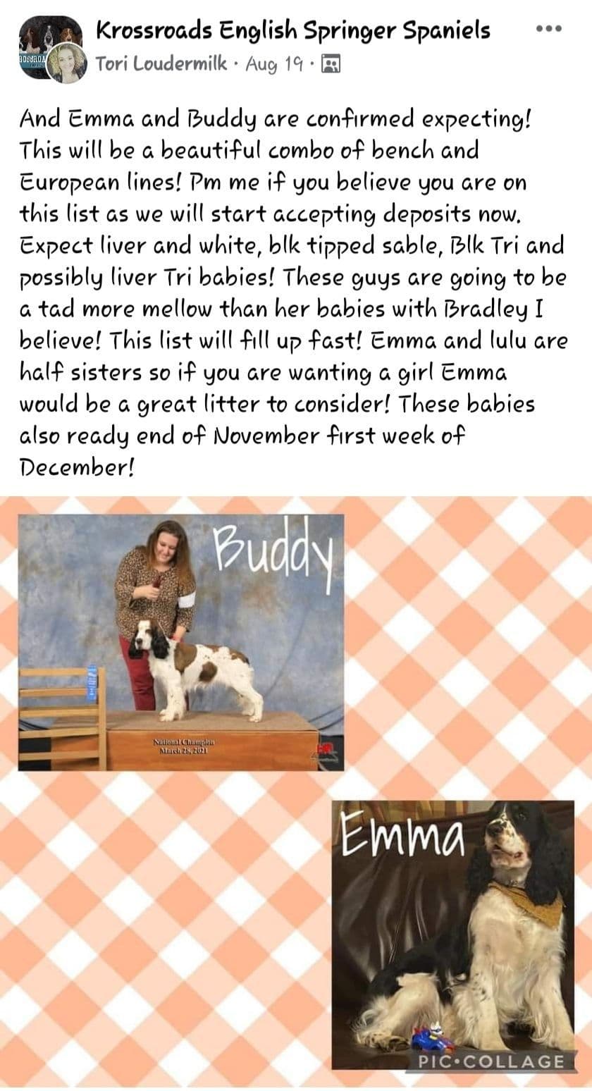 English Springer Spaniel Puppies breeder image 19